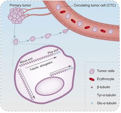 The Value of Circulating Tumor Cells in the Prognosis and Treatment of Pancreatic Cancer